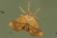 Apoda limacodes