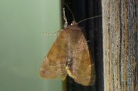 Cosmia affinis