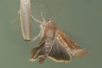 Cosmia affinis