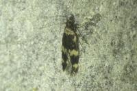Oegoconia