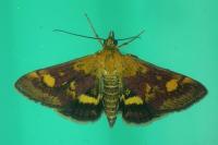 Pyrausta aurata