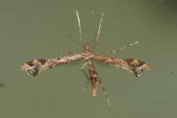 Amblyptilia acanthadactyla