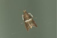 Elegia similella