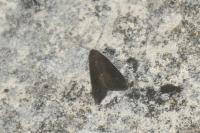 Schrankia costaestrigalis
