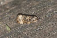 Endothenia