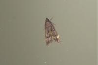 Dichomeris alacella