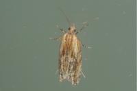 Eucosma