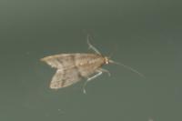 Ephestia