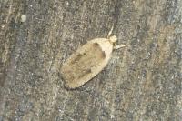 Agonopterix yeatiana