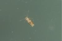 Bucculatrix ulmella