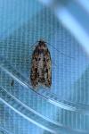 Hofmannophila pseudospretella