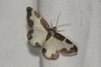 Lomaspilis marginata