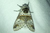 Furcula furcula