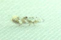 Bucculatrix frangutella