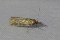 Chrysocrambus linetella