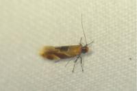 Epicallima formosella