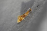 Epicallima formosella