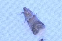 Acrobasis sp (glaucella/falouella)