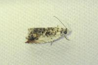 Ancylis laetana