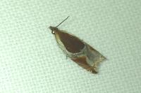 Ancylis unculana