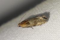 Eucosma