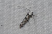 Paraswammerdamia albicapitella