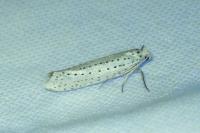 Yponomeuta evonymella