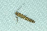 Pyroderces argyrogrammos