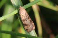 Nomophila noctuella