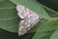 Elophila nymphaeata