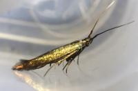 Coleophora