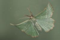 Thalera fimbrialis