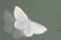 Asthena albulata