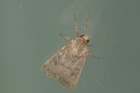 Hoplodrina