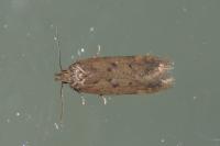 Bryotropha terrella