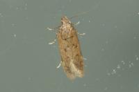 Bryotropha terrella