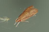 Helcystogramma lutatella