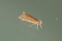 Helcystogramma rufescens