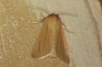 Mythimna pallens