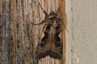 Xestia c-nigrum