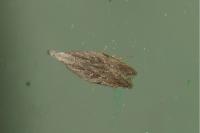Anarsia spartiella