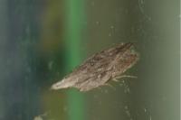 Anarsia spartiella