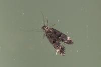 Dichomeris alacella