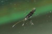 Parectopa ononidis
