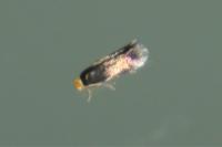 Stigmella