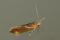 Metalampra italica