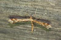 Amblyptilia acanthadactyla
