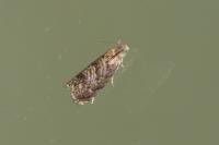 Grapholita janthinana