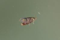 Grapholita janthinana