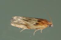 Eucosma